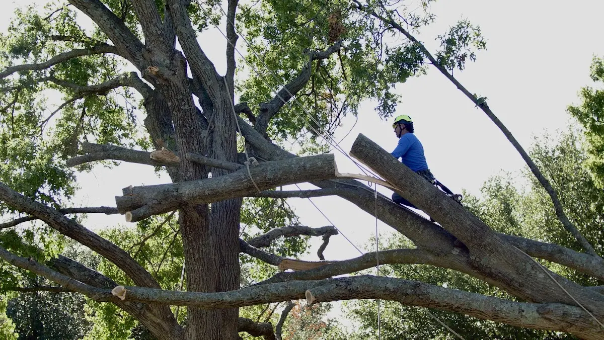 Professional Crown Thinning performed by certified arborists in Tyaskin